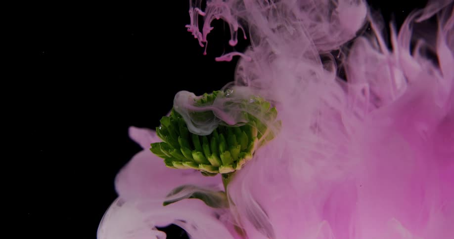 A flower is submerged underwater an a cloudy pink fluid is poured over it