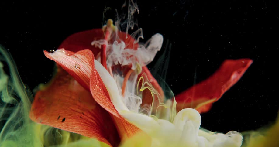 Liquid falling on to a flower
