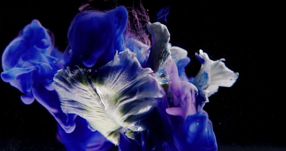 Blue and red dye shoots down onto a white flower covering it then floating down