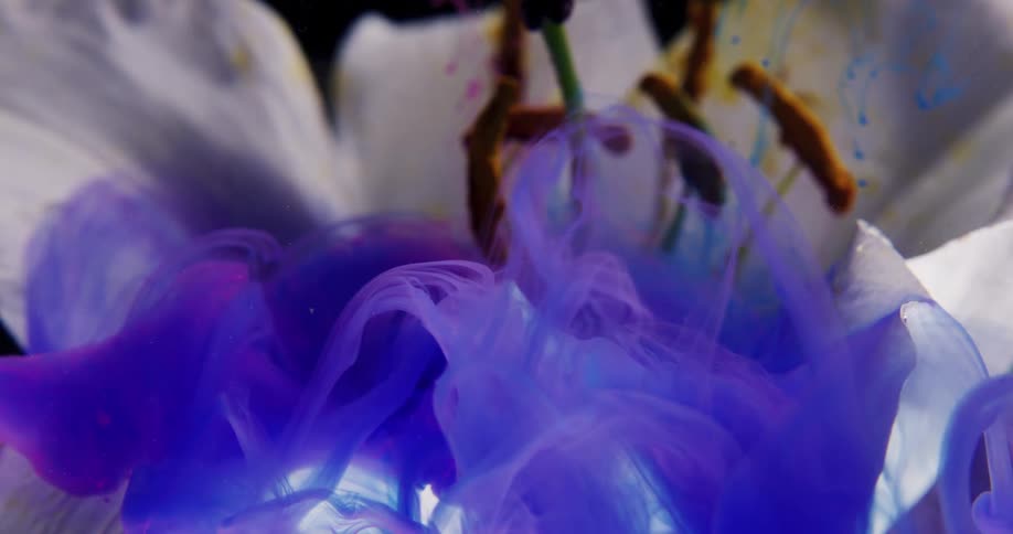 White purple black and yellow colors that look like a flower underwater with paint