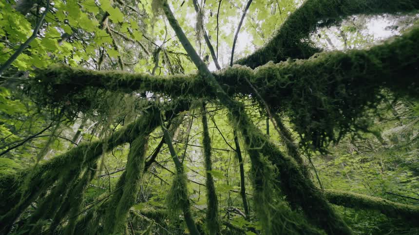 Moss covered branches in a forest