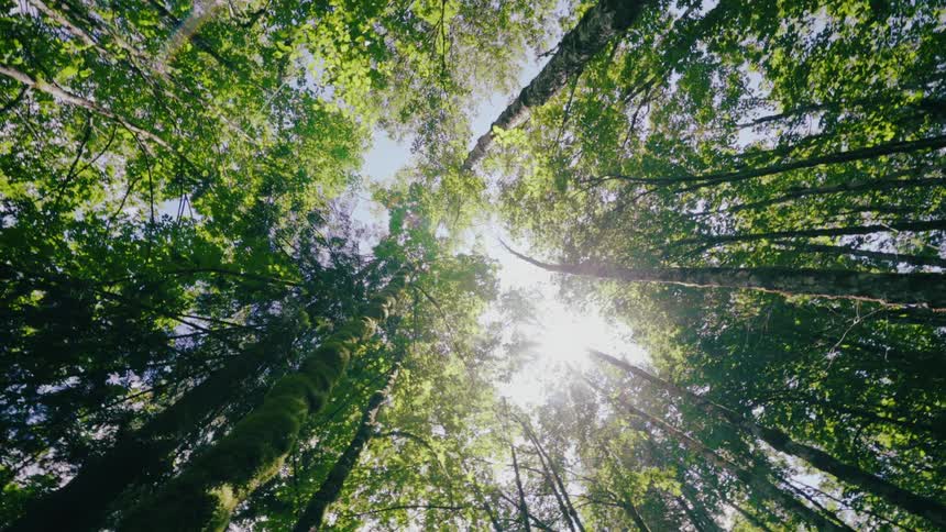 Sunlight shines through the gaps between tall trees in a forest