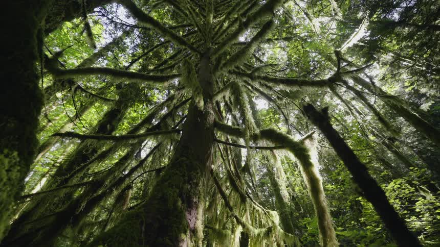 Orbiting shot of a forest