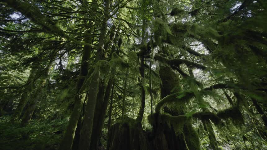 A wide shot of a forest