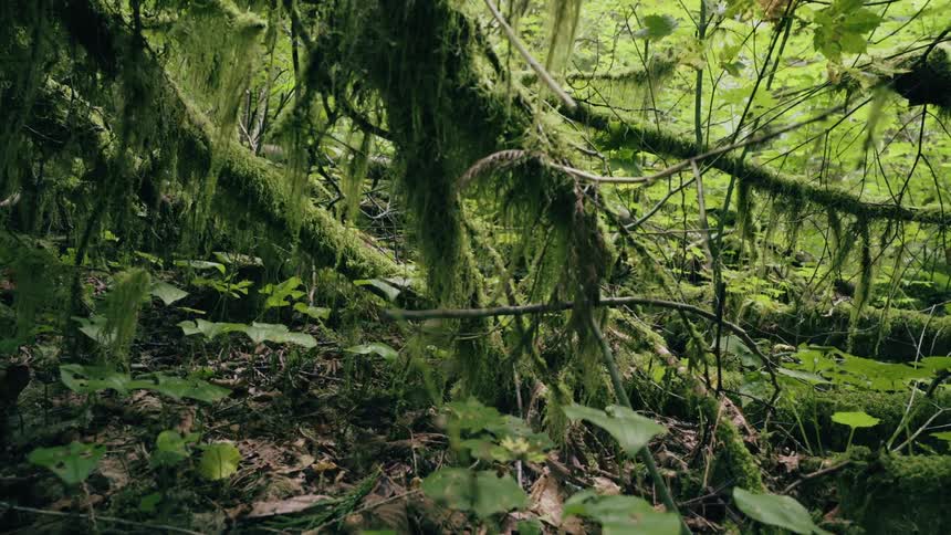 Moss covered branches in a forest