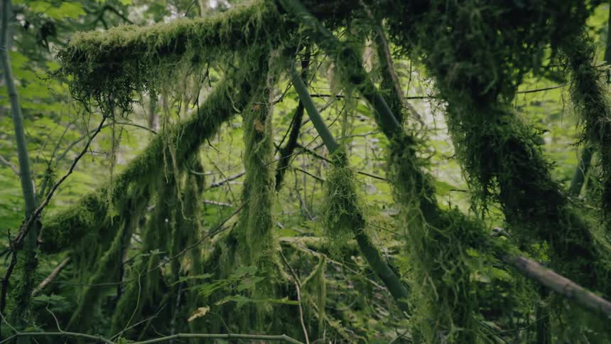 Moss covered branches in a forest