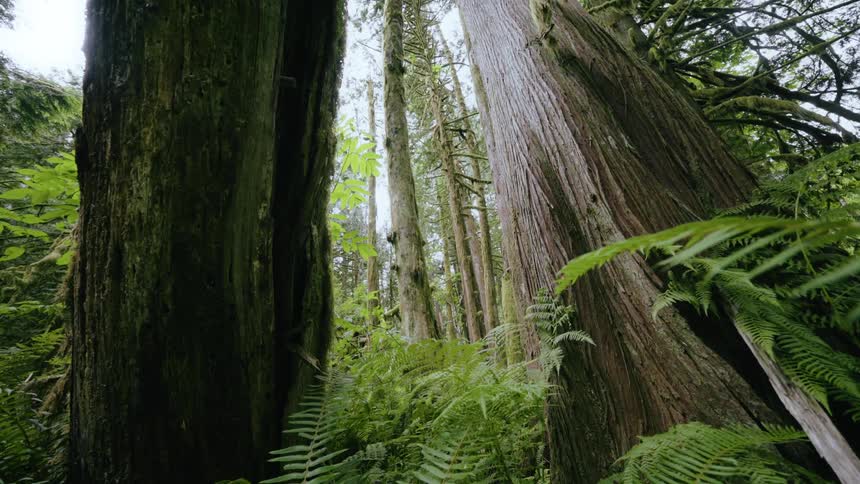 Trees are displayed is a forest in spring