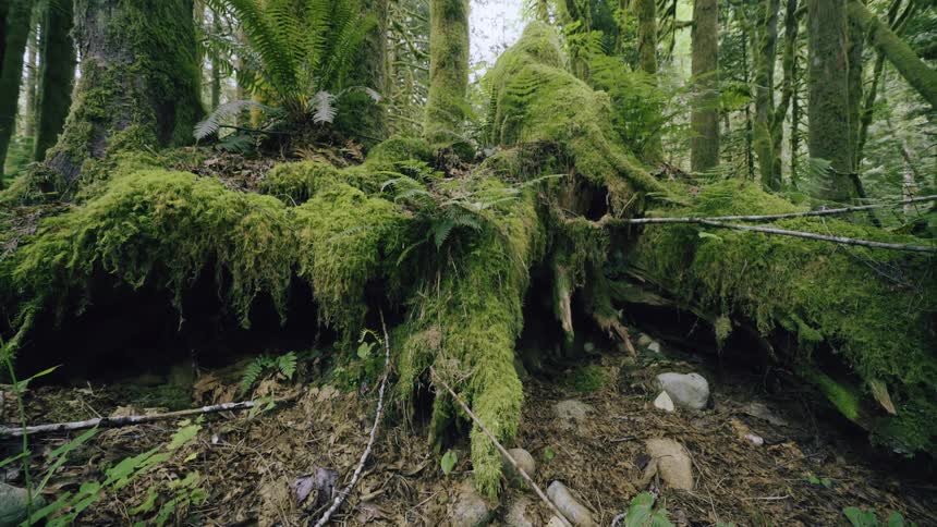 Trees and shrubs in a forest