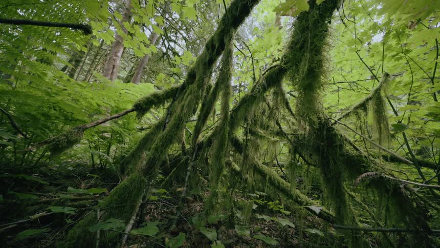 A view of trees with moss growing on them in a forest