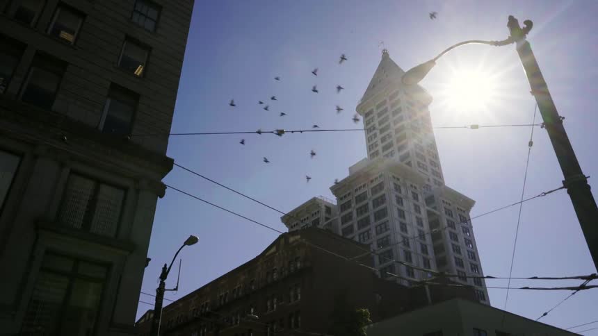 Birds fly past a large building on a sunny day