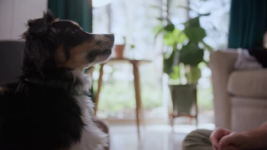 A dog stands at attention and is ready to play with its owner