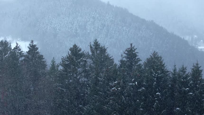 Its snowing in a forest area