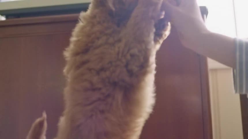 A small furry puppy sits at attention and then stands up when offered a treat