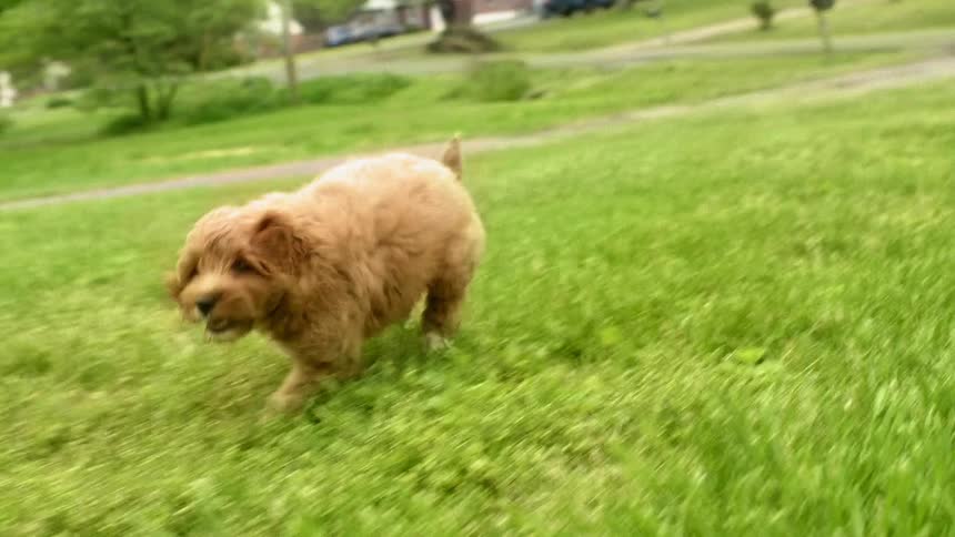 A dog running in the grass in a neighborhood