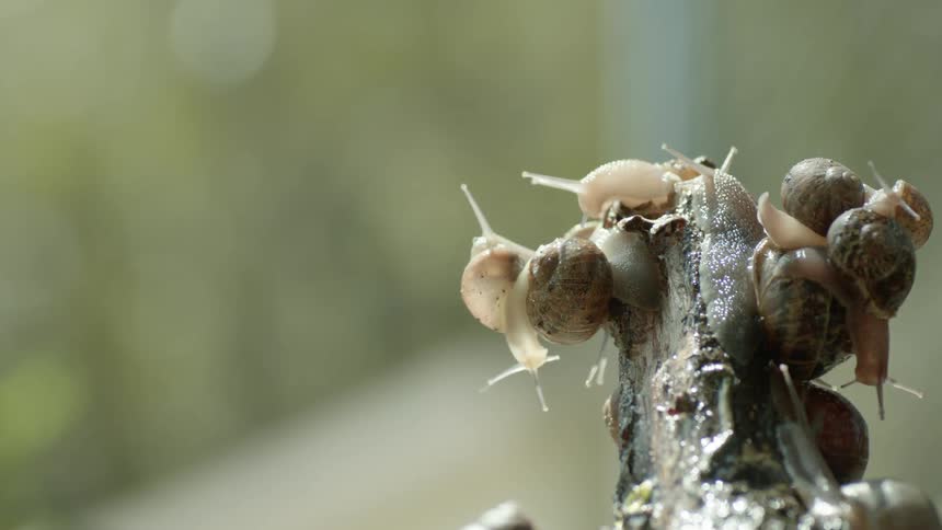 Snails crawling on a small stump outside