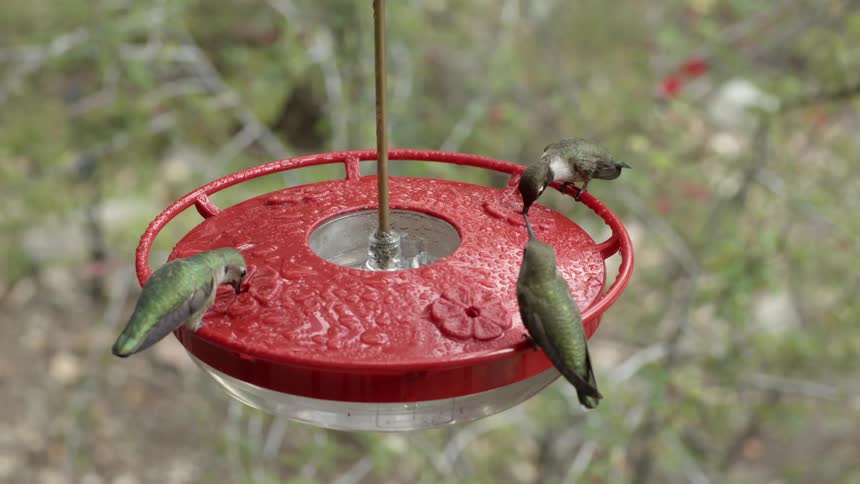 Brids eating from a birdfeeder