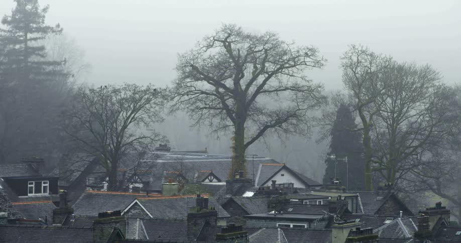 Tall trees loom over the buildings of a small town on a foggy day