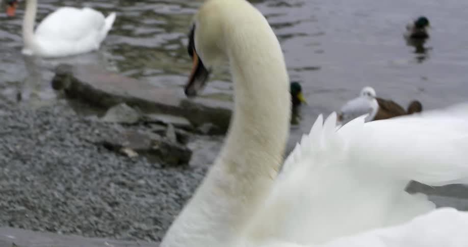 A large swan bends its neck around as it grooms itself as other birds swim past