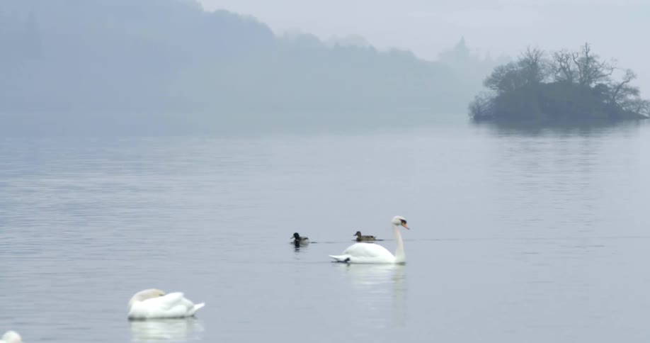 Ducks and swans swim atop a lake at the base of a mountain on a foggy day