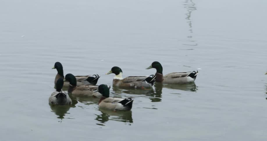 Duck swimming in a lake with water rippling and reflecting