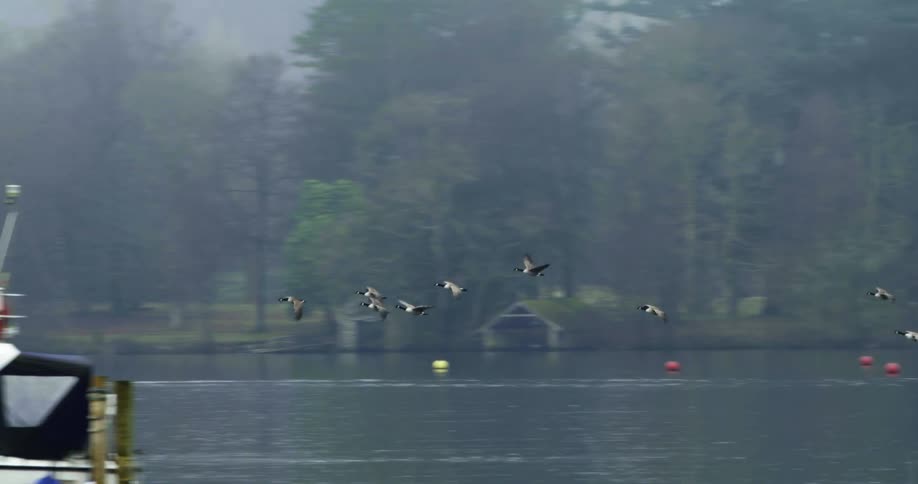 Birds flying over a lake