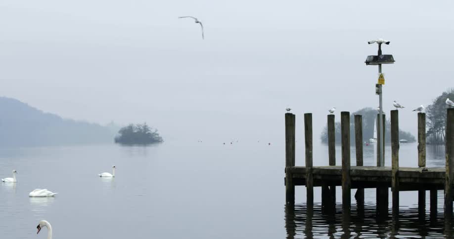 Bird flies over swans and ducks swimming along rippling water near pier on foggy day