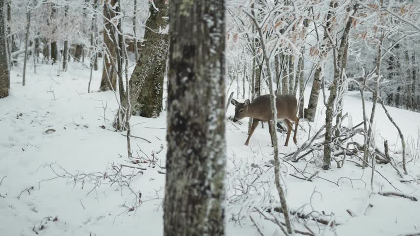A deer walking in a forest