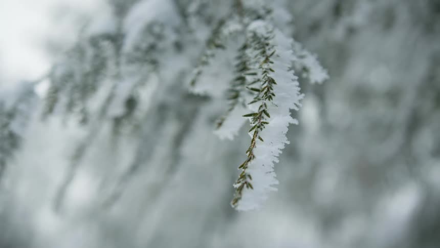 Frost and snow covering a tree branch on a cold winter day