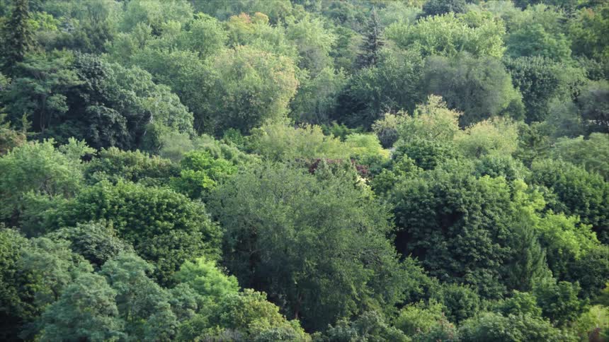 A view of a forested area full of trees