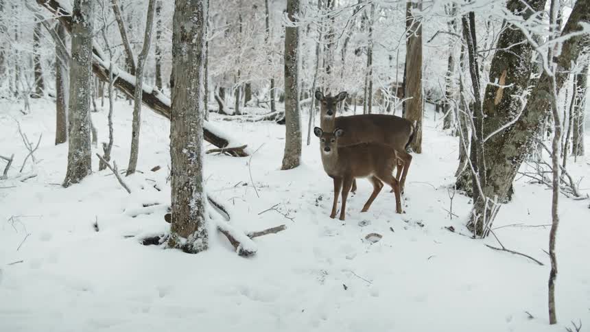 Two deer in a snow covered forest