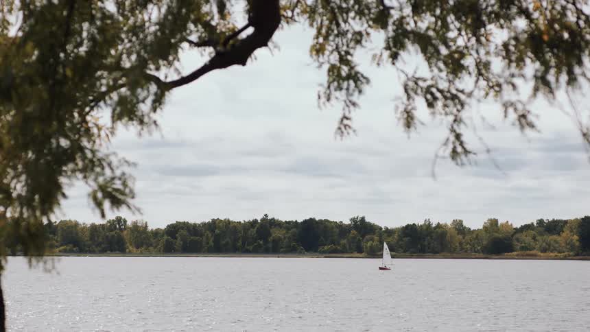 The wind blows the leaves and branches of a tree on a lake with a single sailboat sailing