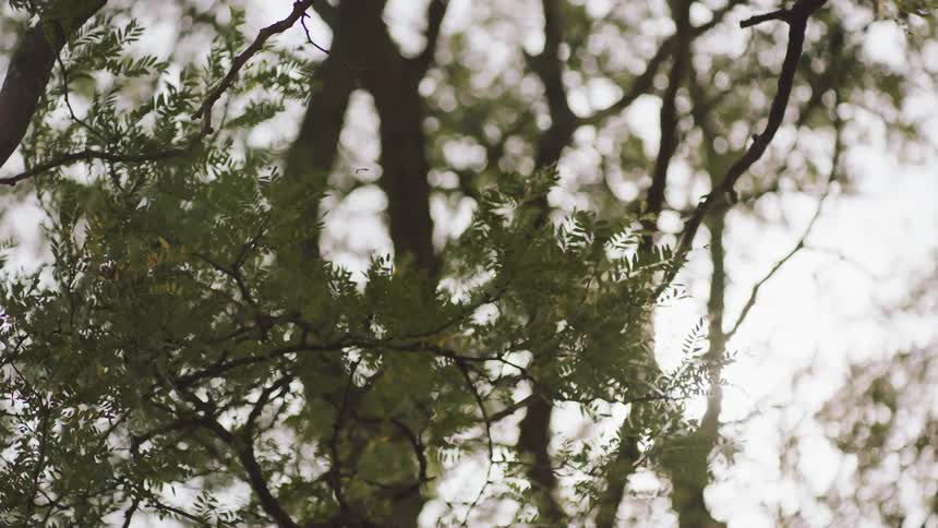 Tree leaves back and forth in mild wind