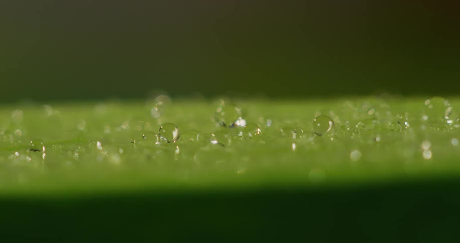 Water droplets on green leaf