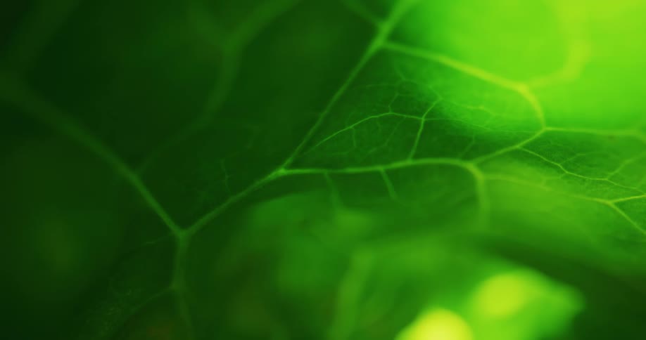 Green colors that look like a leaf with light