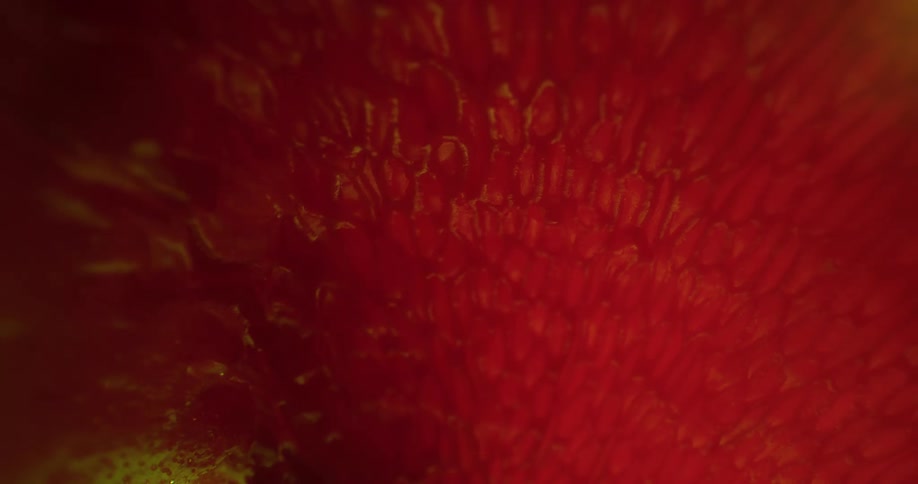 A close up of a bumpy object