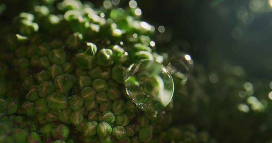 Black white and green colors that look like vegetables and water