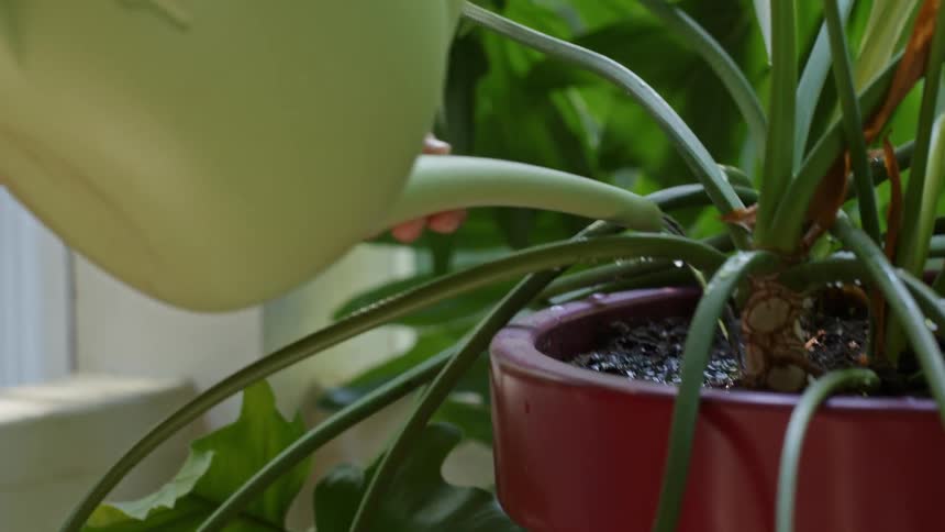 A woman waters a plant