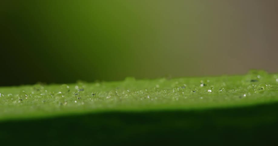 Dew drops that are on a leaf