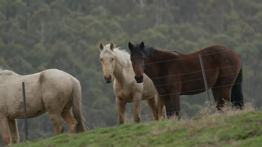 Three horses graze in a field behind a wire gate