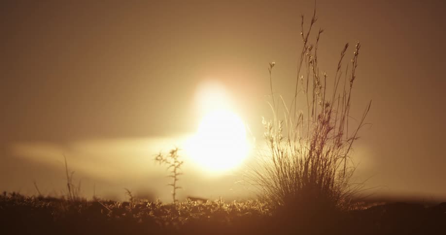 The sun setting in the distance behind some plants