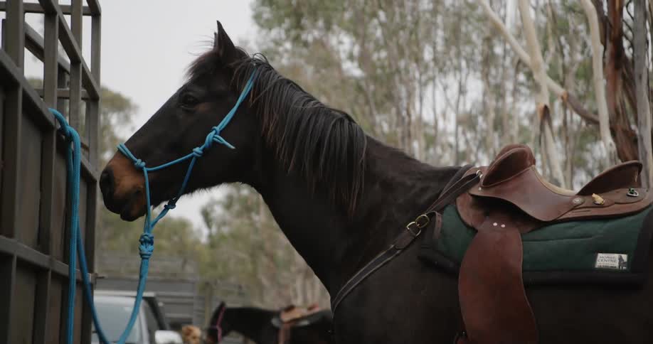 A horse on a leash