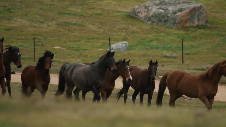 Horses running in a pasture on a farm