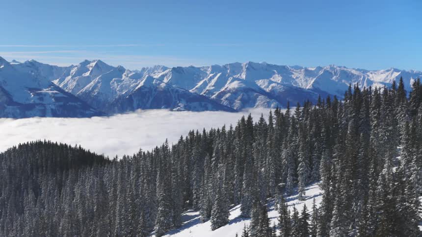 Snow covered forest of pine trees and mountains in the distance on a clear day