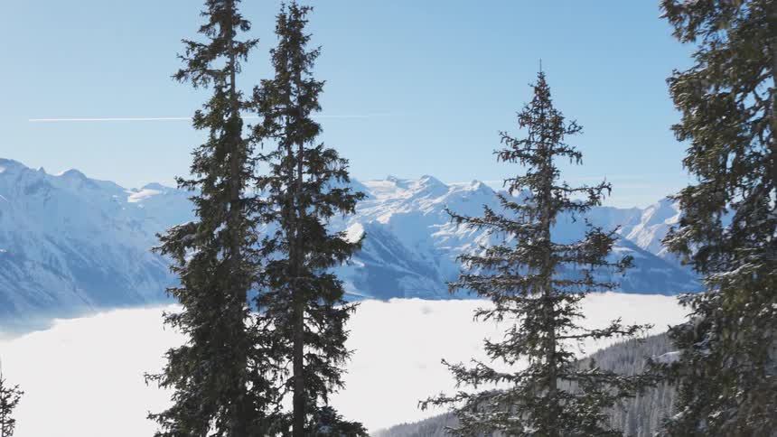 Trees on the slope of a snowy mountain range on a clear day