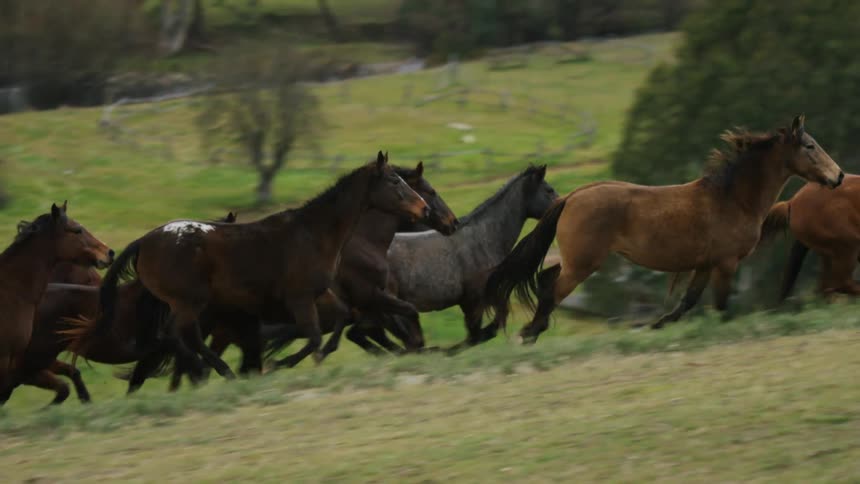 Horses running together in the grass at a farm