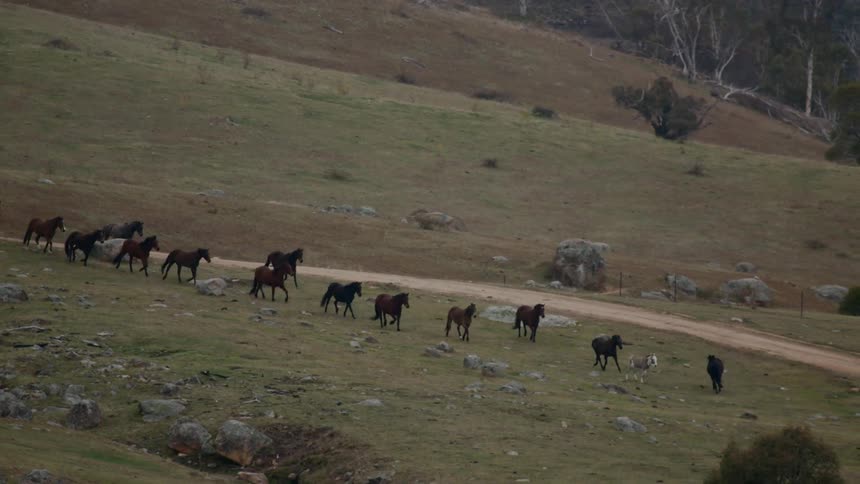Many horses waking and running along roadside in a field full of boulders and bushes