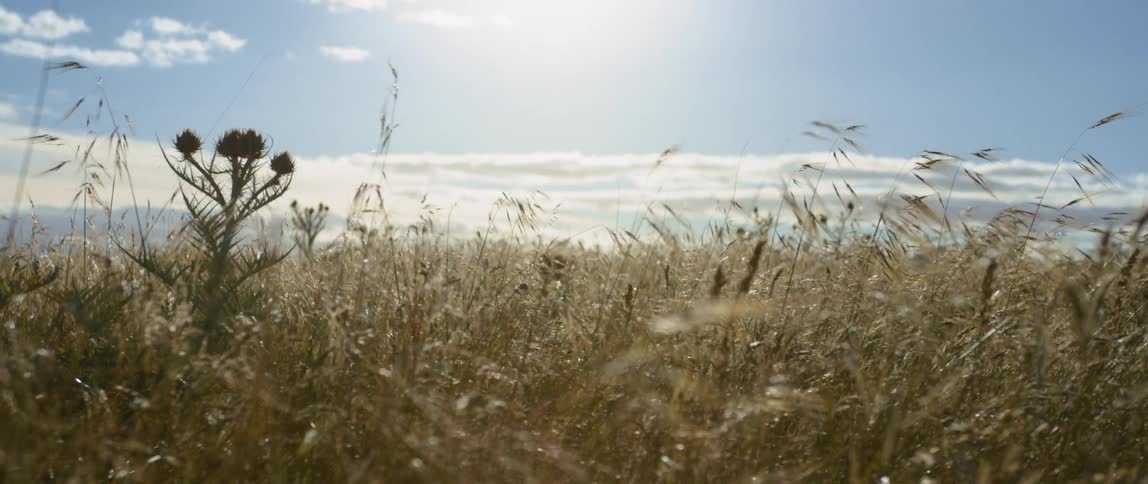 Wind blowing through tall grass in a rural field on a sunny summer day