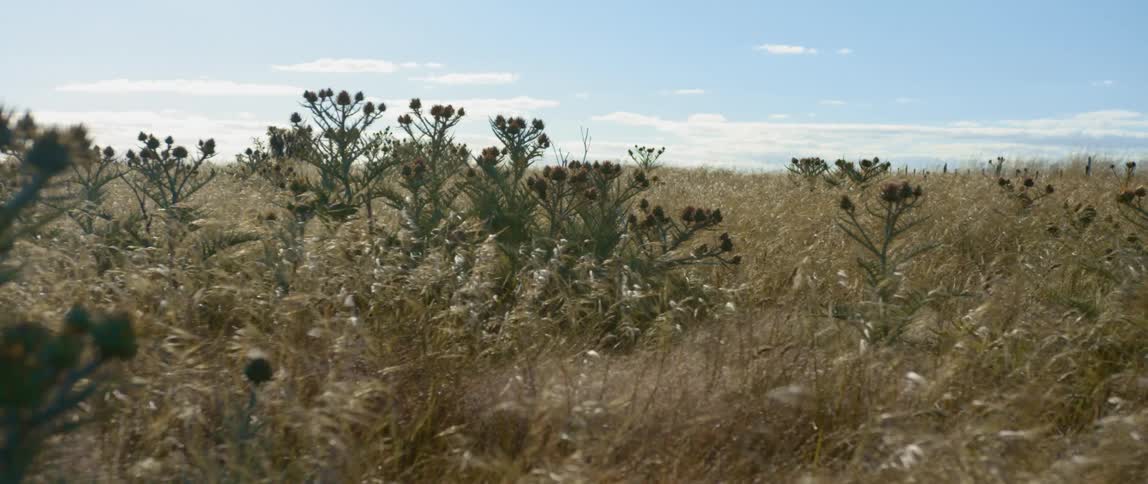 The wind is blowing the tall weeds on the field