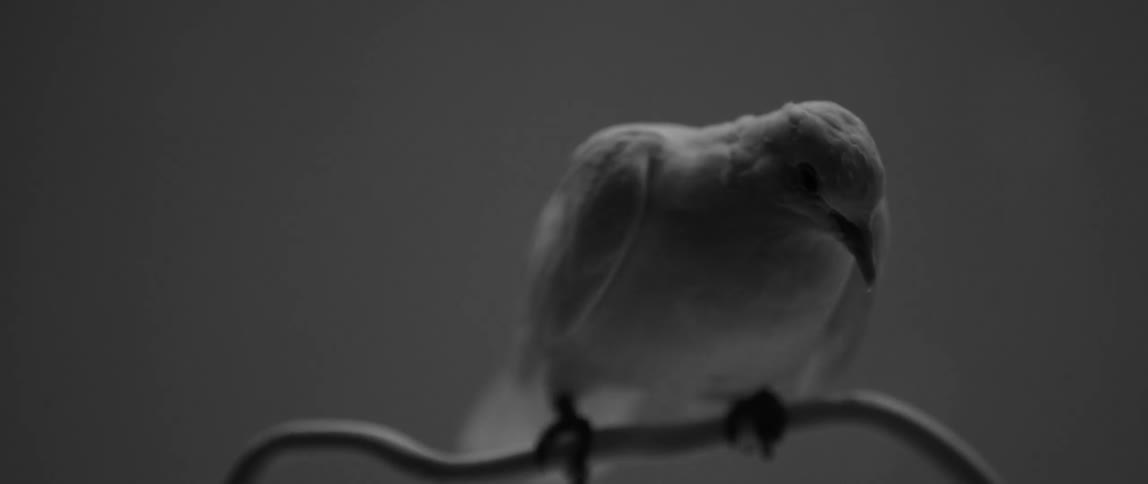 Close up of a bird