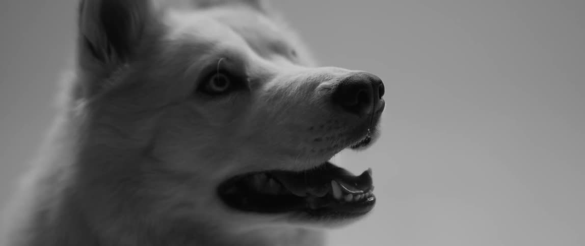 A white husky with blue eyes looks at something raising up in front of him